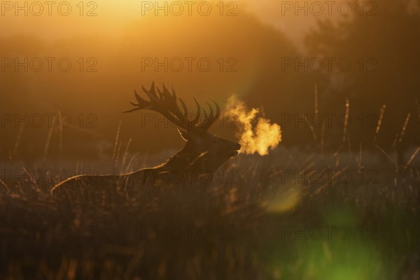 Red deer at the rutting 2025, London, Great Britain