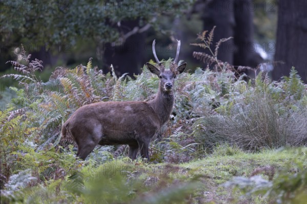 Red deer at the rutting 2025, London, Great Britain