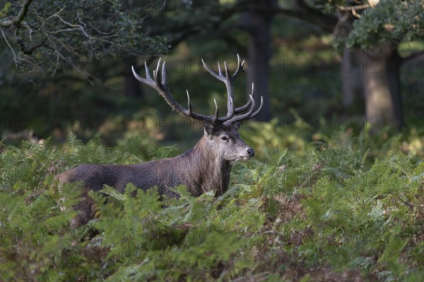 Red deer at the rutting 2025, London, Great Britain