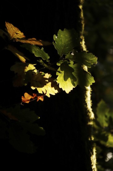 Autumn colors, Golden October, Germany