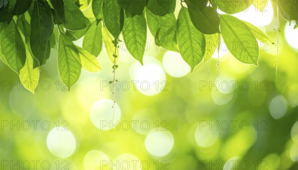 Natural green leaves plants, spring ans summer background cover page, golden soft light, green and yellow hues, ecology wallpaper illustration, AI Generated image