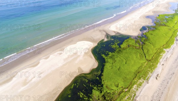 Green algae on the sandy shore of an ocean. Fascinating phenomenon of wild coastline with green plants, white sands, stone, blue water and cliffs, Aerial view of a beautiful abstract unreal and textured landscape, AI generated