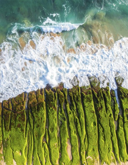 Green algae on the sandy shore of an ocean. Fascinating phenomenon of wild coastline with green plants, white sands, stone, blue water and cliffs, Aerial view of a beautiful abstract unreal and textured landscape, AI generated