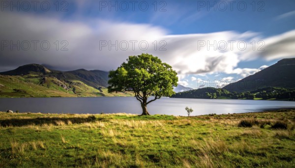 Single and lonely tree near to a lake, meadow and lot of wild grass around, hilly wilderness landscape with blue sky, beautiful clouds on the horizon, nobody around, concept of freedom, traveling and beauty of nature, AI generated