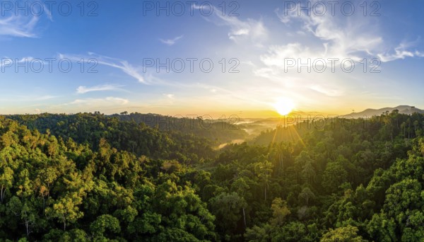 Banner background of tropical forest landscape scene, green wild jungle, cloudy sky at morning, concept and symbol of environmental ecology and sustainable energy, AI generated