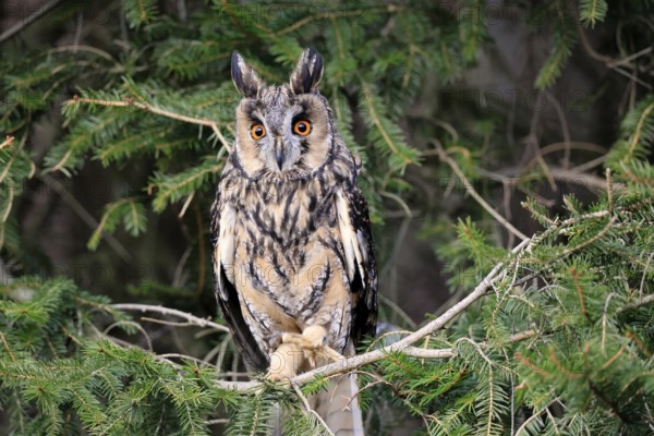 Long-eared owl (Asio otus), adult, on tree, in winter, alert, Bohemian Forest, Czech Republic, Europe, Germany