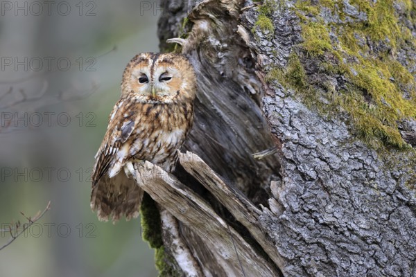 Tawny owl (Strix aluco), adult, perch, on tree, in winter, alert, Bohemian Forest, Czech Republic, Europe, Germany