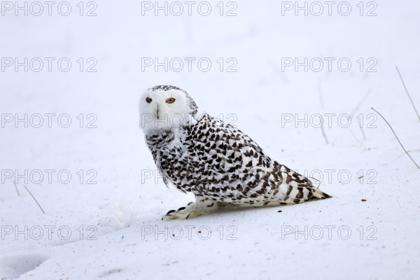 Snowy owl (Nyctea scandiaca), snowy owl, adult, alert, in snow, foraging, in winter, Bohemian Forest, Czech Republic, Europe, Germany, captive