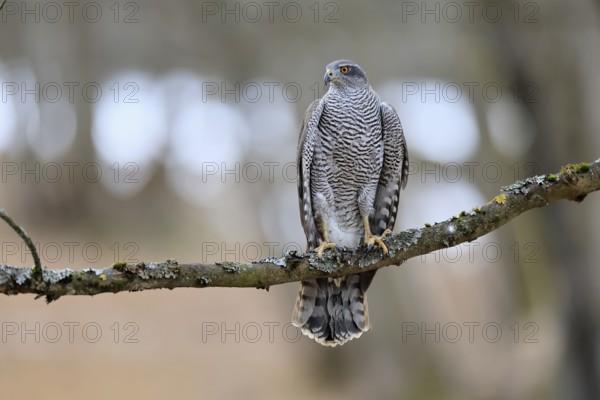 Hawk (Astur gentilis), adult, female, on tree, in winter, alert, Bohemian Forest, Czech Republic, Europe, Germany
