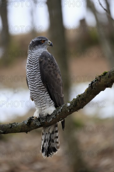 Hawk (Astur gentilis), adult, female, on tree, in winter, alert, Bohemian Forest, Czech Republic, Europe, Germany