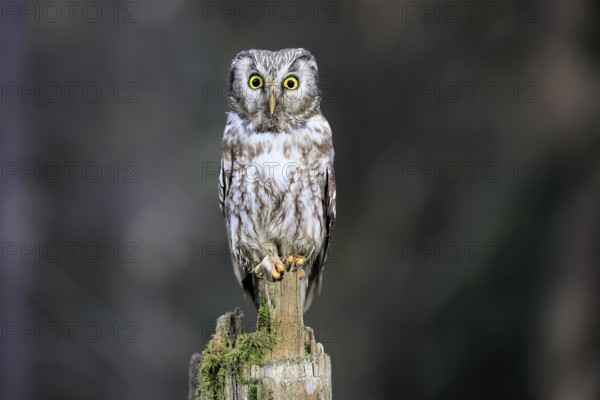 Roughfoot owl (Aegolius funereus), groufoot owl, adult, perch, alert, in winter, Bohemian Forest, Czech Republic, Europe, Germany