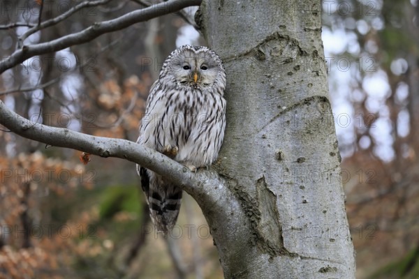Hawk owl (Strix uralensis), adult, in winter, on tree, on tree trunk, Bohemian Forest, Czech Republic, Europe, Germany