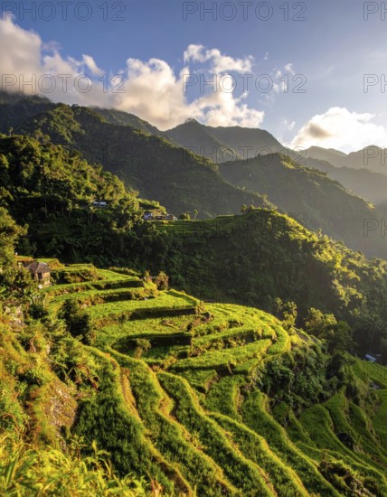 Early morning light bathes Philippines rice terraces cascading down mountain slopes, beautiful golden light, AI generated