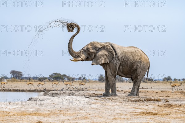African elephant (Loxodonta africana), adult male, splashes water at the waterhole, Nxai Pan National Park, Botswana