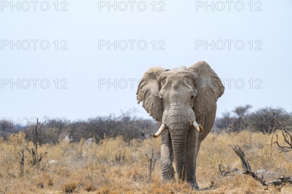 African elephant (Loxodonta africana), adult male in the savanna, Nxai Pan National Park, Botswana