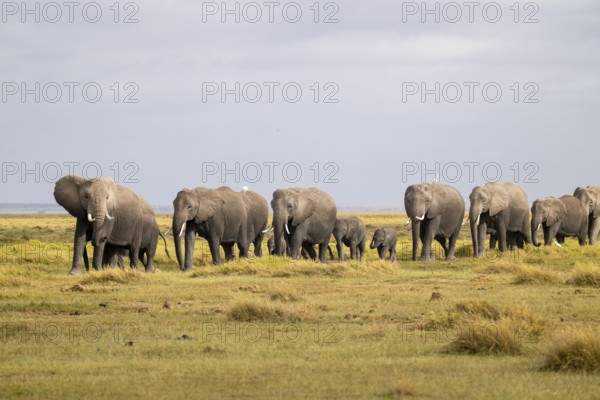 African elephant (Loxodonta africana) large herd with young animals and herons (Bubulcus ibis), in morning light, Amboseli National Park, Rift Valley Province, Kenya