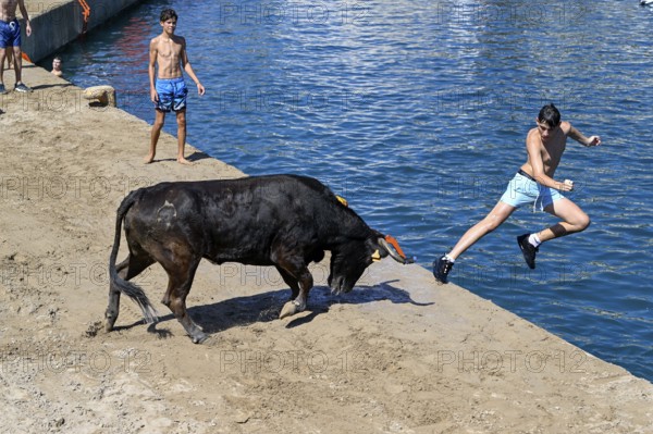 Bous a la Mar Fair, in English Bulls in the Sea, Bullfighting, Javea or Xàbia, Alicante Province, Comunidad Valenciana, Spain