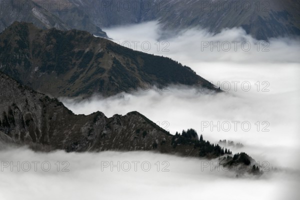 Ridge with conifers sticking out of fog, Allgäu Alps, near Oberstdorf, Oberallgäu, Allgäu, Bavaria, Germany