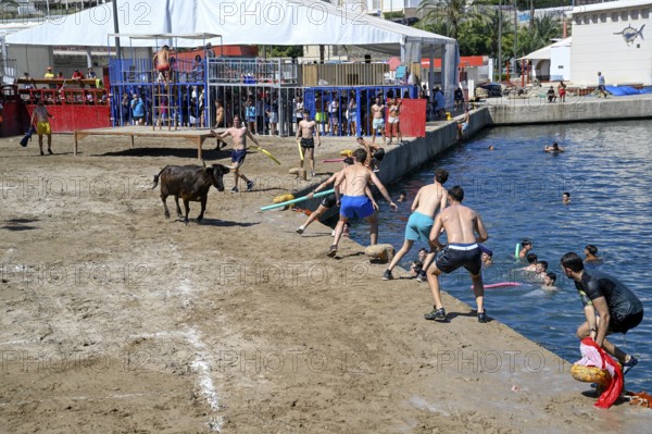 Bous a la Mar Fair, in English Bulls in the Sea, Bullfighting, Javea or Xàbia, Alicante Province, Comunidad Valenciana, Spain