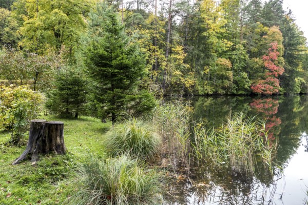Autumn atmosphere, autumn-colored trees at Lake Mittersee, Füssen, Allgäu, Bavaria, Germany