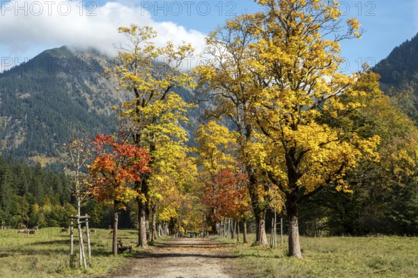 Autumn atmosphere, avenue with autumn-colored sycamore trees, Stillach Valley, near Heini-Klopfer Skiflugschanze, Oberstdorf, Oberallgäu, Allgäu, Bavaria, Germany