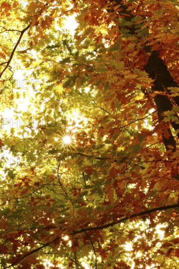 Trees in forest with autumn sun, October, Germany