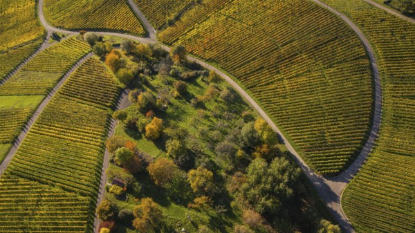 Golden autumn over the vineyards of Weinstadt Beutelsbach, Baden-Württemberg, Germany