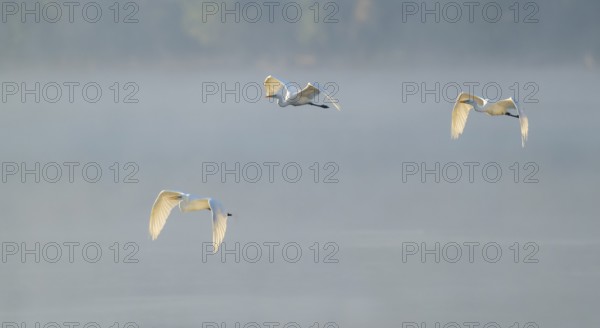 Great egret (Ardea alba), three herons flying over a lake in warm, orange morning light, Lower Saxony, Germany