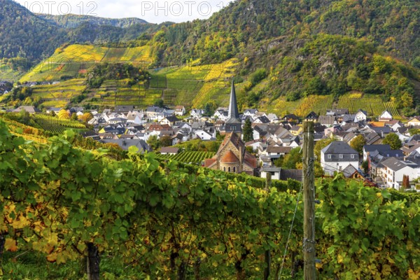 Vineyards in autumn in the central Ahr valley, near Mayschoß, Rhineland-Palatinate