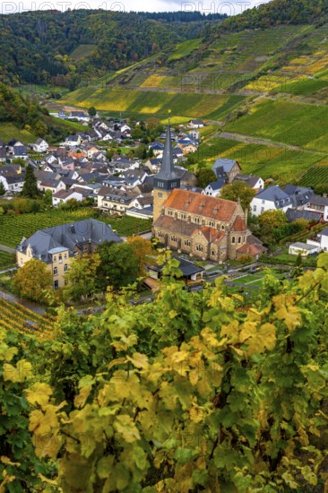 Vineyards in autumn in the central Ahr valley, near Mayschoß, Rhineland-Palatinate