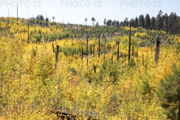 Jacob Lake, Arizona - Aspens show their brilliant fall colors as they revegetate the area burned by the Warm Fire in 2006. That wildfire burned 60, 000 acres north of the Grand Canyon in Kaibab National Forest