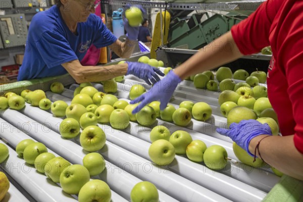Berrien Springs, Michigan - Fresh apples are sorted and packed at Hildebrand Fruit Farms. Michigan is the second-largest grower of apples in the United States