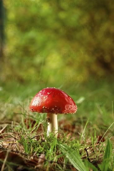 Fairytale toadstool, autumn, Germany