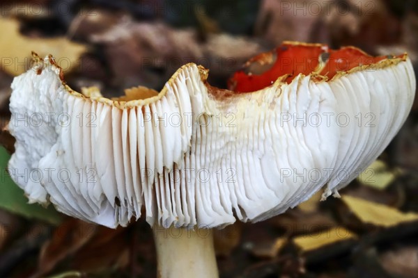 Fairytale toadstool, autumn, Germany