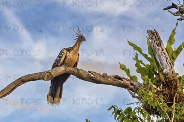A bird with a feathered cap sits majestically on a branch against a blue sky, the hoatzin (Opisthocomus hoazin), also known as the crested partridge, gypsy partridge or stinkbird in the pampas swamps of Bolivia