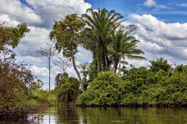 Lush palm trees and green vegetation by the water under a blue, cloudy sky, The pampas swamps in the Amazon basin of Bolivia