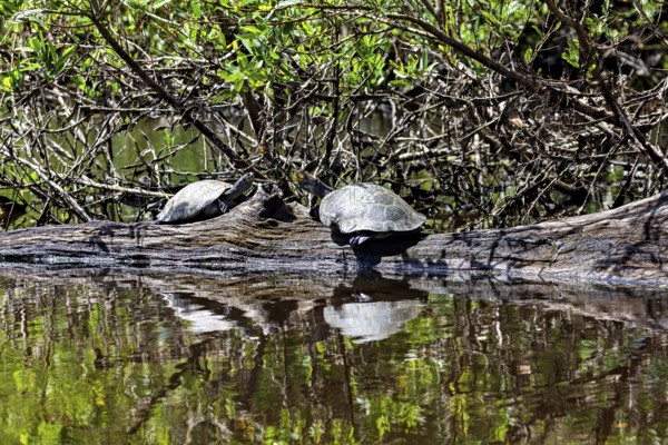 Two turtles on a tree trunk with their reflection in the water in the midst of wild vegetation, The Terekay rail turtle (Podocnemis unifilis) in the pampas swamps of Bolivia