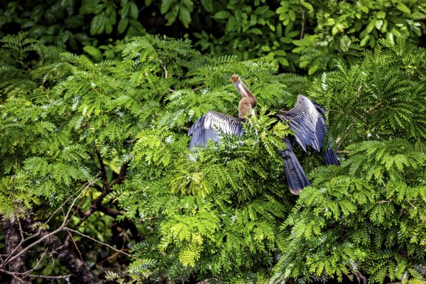 A bird with outstretched wings sits in the lush greenery of a tree, The American Darter (Anhinga anhinga) in the pampas swamps of Bolivia