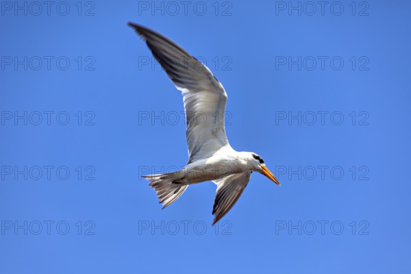 A bird with a yellow beak flies majestically against a clear blue sky, the large-billed tern (Phaetusa simplex) in the pampas swamps of Bolivia