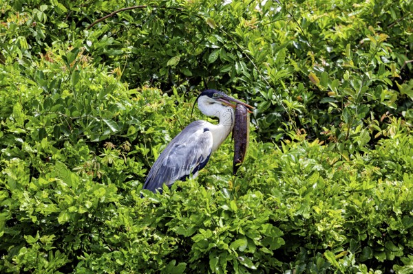 A heron sits quietly amidst dense green foliage, embracing the natural atmosphere, The Cocoi Heron (Ardea cocoi) in the pampas swamps of Bolivia