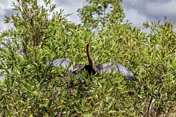 A bird sits with outstretched wings high in dense bushes under a cloudy sky, The American Darter (Anhinga anhinga) in the pampas swamps of Bolivia