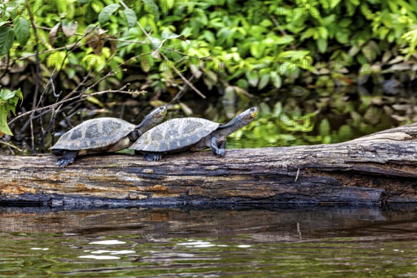 Two turtles on a tree trunk by the water, surrounded by green vegetation and a peaceful atmosphere, The Terekay rail turtle (Podocnemis unifilis) in the pampas swamps of Bolivia