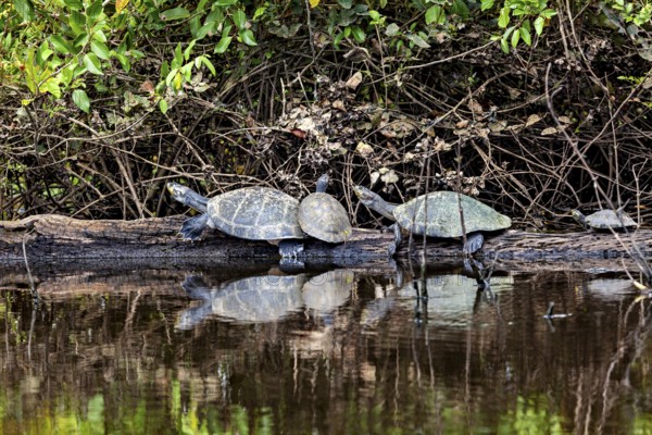 A pair of turtles on a tree trunk are seen in the calm waters of a natural environment, The Terekay rail turtle (Podocnemis unifilis) in the pampas swamps of Bolivia