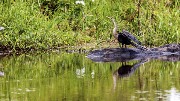 An aquatic bird is reflected in the calm water at the edge of the green shore, the American Darter (Anhinga anhinga) in the pampas swamps of Bolivia