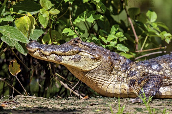 A resting crocodile lies in a green, plant-rich environment, The black caiman (Melanosuchus niger), also known as the black caiman, in the pampas swamps of Bolivia