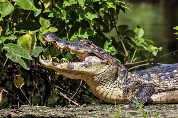 A crocodile with its mouth open in a green environment with plants, The black caiman (Melanosuchus niger), also known as the black caiman, in the pampas swamps of Bolivia