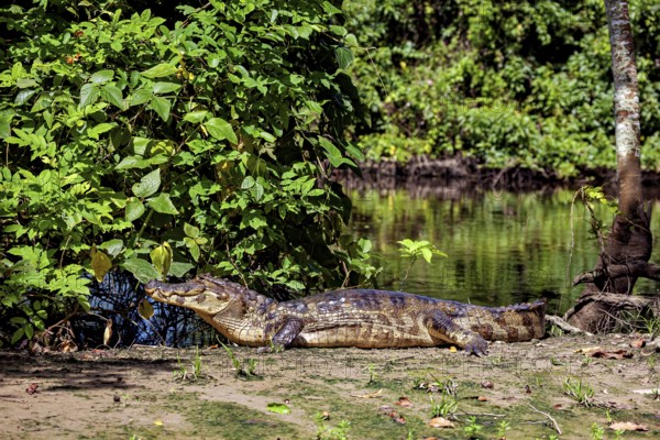A crocodile on a riverbank in a green, overgrown environment, The black caiman (Melanosuchus niger), also known as the black caiman, in the pampas swamps of Bolivia