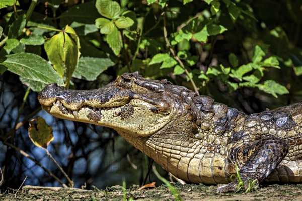 A resting crocodile lies in a green environment surrounded by plants, The black caiman (Melanosuchus niger), also known as the black caiman, in the pampas swamps of Bolivia