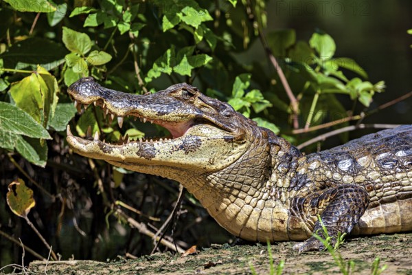 A crocodile with its mouth open in a green, plant-rich environment, the black caiman (Melanosuchus niger), also known as the black caiman, in the pampas swamps of Bolivia