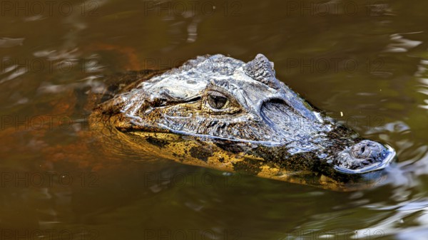 A crocodile swims partially submerged on the surface of the water, the black caiman (Melanosuchus niger), also known as the black caiman, in the pampas swamps of Bolivia